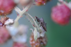 Coreus marginatus