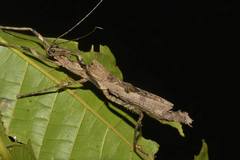 Paraloxopsis korystes