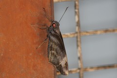 Gangara thyrsis