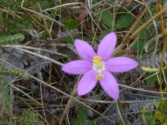 Centaurium portense