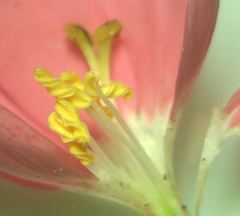 Centaurium portense