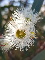 Eucalyptus obstans