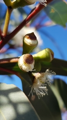 Eucalyptus obstans