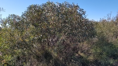 Eucalyptus obstans