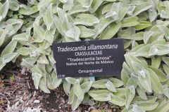 Tradescantia sillamontana
