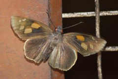 Gangara thyrsis