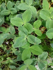 Trifolium medium