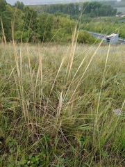 Stipa capillata