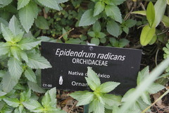Epidendrum × obrienianum