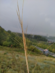 Stipa capillata