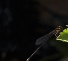 Prodasineura autumnalis