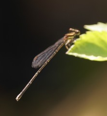 Prodasineura autumnalis