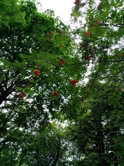 Sorbus aucuparia