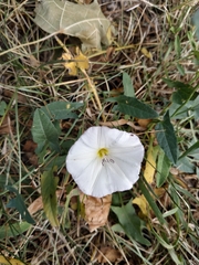 Convolvulus arvensis