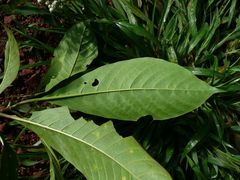 Tarenna pavettoides