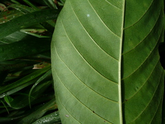 Tarenna pavettoides