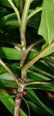 Tarenna pavettoides