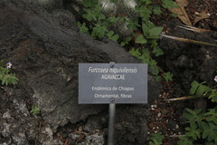 Furcraea niquivilensis
