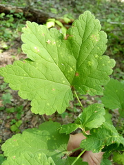 Ribes spicatum