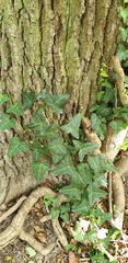 Hedera helix