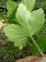 Ribes spicatum