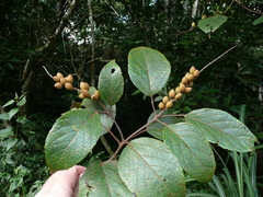 Croton sylvaticus