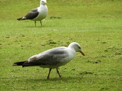 Larus argentatus