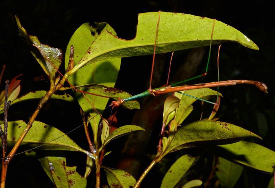 Marmessoidea flavoguttata