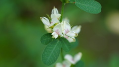 Lespedezinae