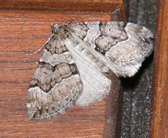 Thera cognata