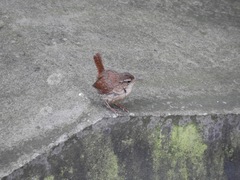 Troglodytes troglodytes
