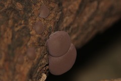 Fungi