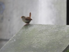 Troglodytes troglodytes