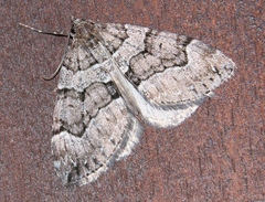 Thera cognata