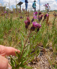 Vernonia marginata