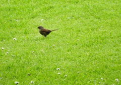 Prunella modularis