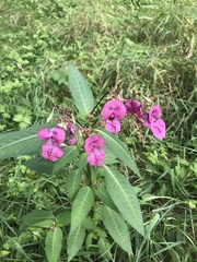 Impatiens glandulifera