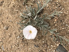 Convolvulus ammannii