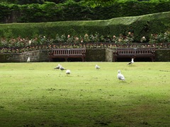 Larus fuscus