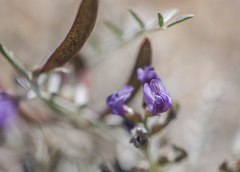 Astragalus bernardinus