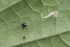 Theridula