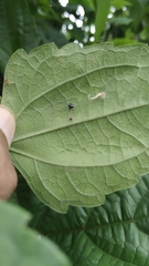 Theridula