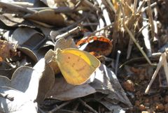 Eurema herla