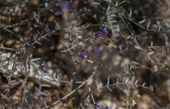 Astragalus bernardinus