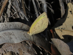 Eurema herla
