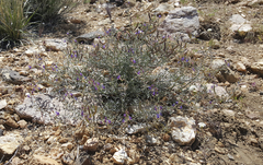 Astragalus bernardinus