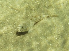 Favonigobius lateralis