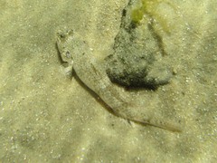 Favonigobius lateralis