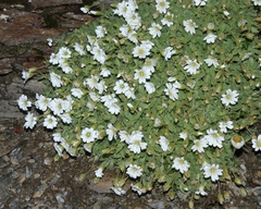 Cerastium uniflorum