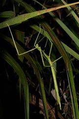 Phasmotaenia